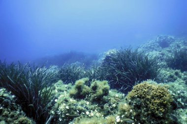 Deniz Çimeni Su Altında, Yeşil Deniz Çimeni