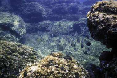 İki Şeritli Balıkçılık Okulu (Diplodus vulgaris)