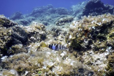 Boyalı Komando (Serranus scriba) Akdeniz