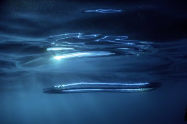 Kabarcık halkası Su altında güneşe doğru yükselir