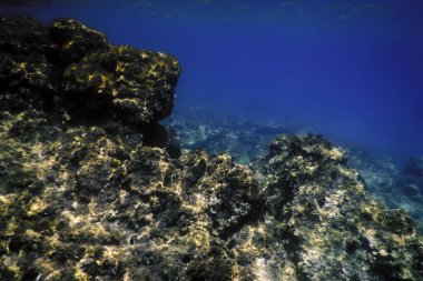 Okyanus tabanının dibindeki kayalar, sualtı yaşamı