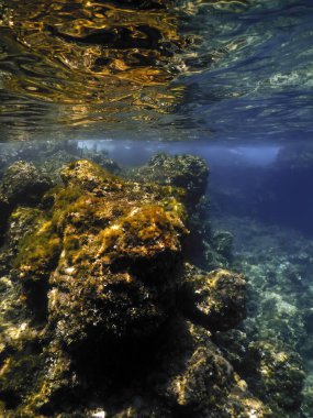 Su altında Deniz Yaşamı, Su altında Yaşam, Vahşi Yaşam