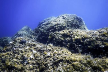 Su altında Deniz Yaşamı, Su altında Yaşam, Vahşi Yaşam