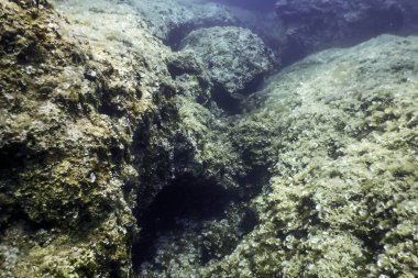 Okyanus tabanının dibindeki kayalar, sualtı yaşamı