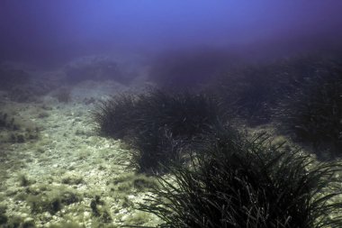Okyanus tabanının dibindeki kayalar, sualtı yaşamı