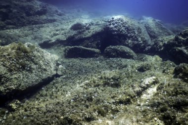 Okyanus tabanının dibindeki kayalar, sualtı yaşamı