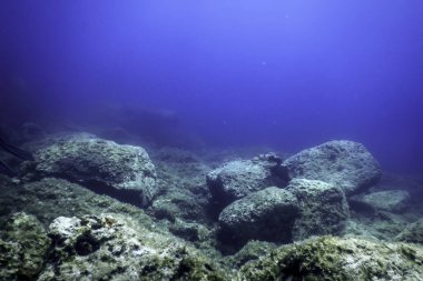 Okyanus tabanının dibindeki kayalar, sualtı yaşamı