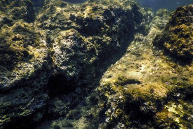 Okyanus tabanının dibindeki kayalar, sualtı yaşamı