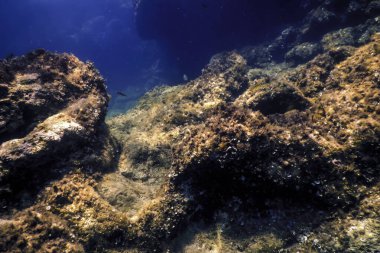 Okyanus tabanının dibindeki kayalar, sualtı yaşamı