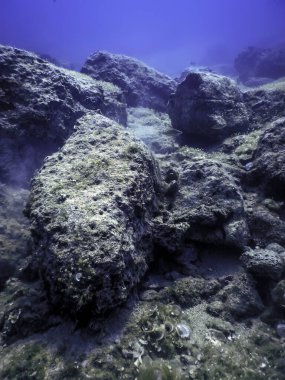 Okyanus tabanının dibindeki kayalar, sualtı yaşamı