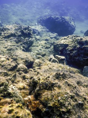 Okyanus tabanının dibindeki kayalar, sualtı yaşamı