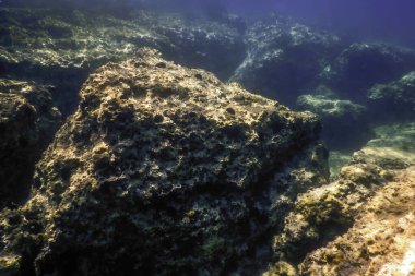 Deniz Yaşamı Su Altında Kayalık Deniz Yatağı, Su Altında Yaşam