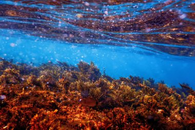 Yosun Sualtı, Yüzeye yakın Yosun Sığ Su