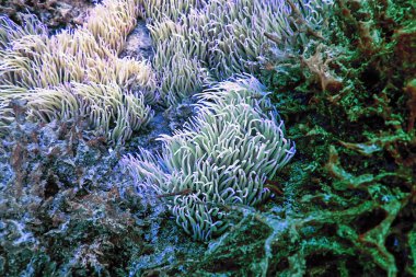 Underwater Landscape with Anemone (anemonia sulcata) Tropical Sea Underwater clipart