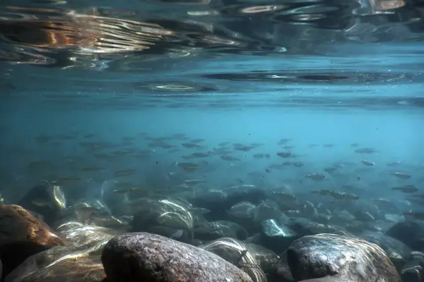 stock image Fishes in natural habitat, Mountain River Underwater, Clear Water