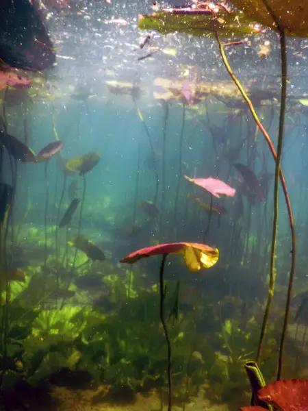 stock image Lake Scene Underwater, Freshwater Flora, Clear Water