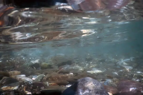 stock image Fishes in natural habitat, Mountain River Underwater, Clear Water