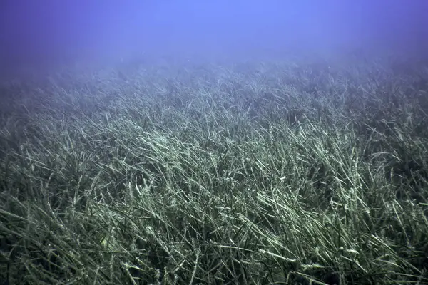 Stock image Sea Grass Underwater, Green Sea Grass