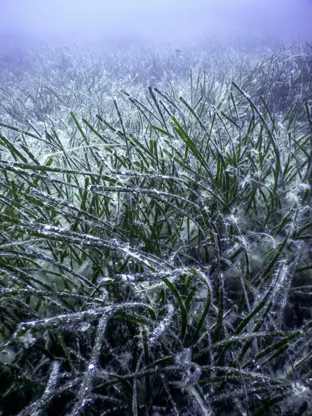 stock image Sea Grass Underwater, Green Sea Grass