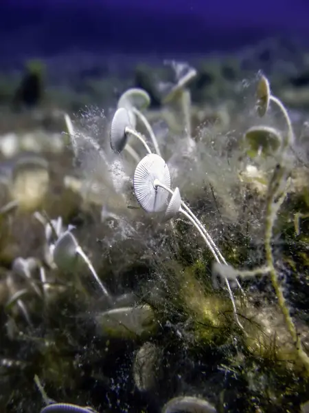 stock image Mediterranean Umbrella Algae (acetabularia mediterranea) Underwater