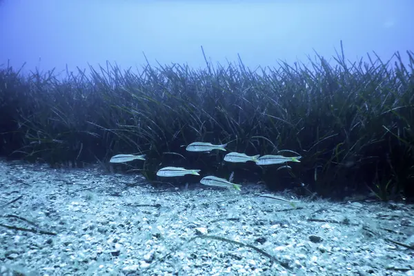 stock image Red Mullets (Mullus barbatus) Underwater Wildlife