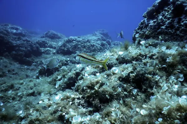 Stock image Red Mullet (Mullus barbatus) Underwater Wildlife