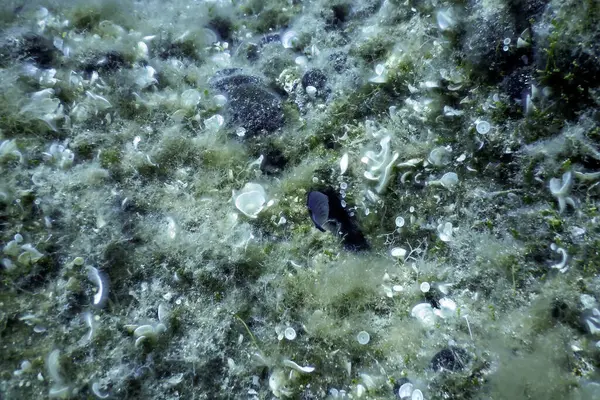 Su altında Deniz Yaşamı, Su altında Yaşam, Vahşi Yaşam