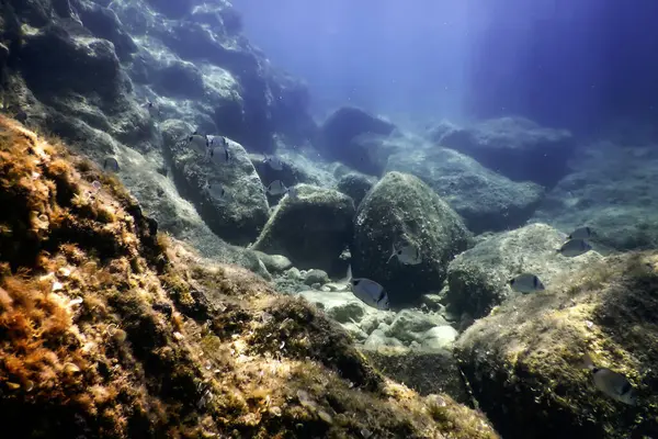 Su altında Deniz Yaşamı, Su altında Yaşam, Vahşi Yaşam