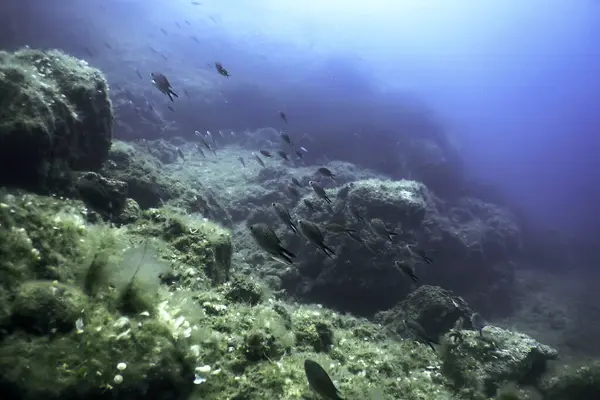 stock image Rocks at Bottom of Ocean Floor, Underwater Life