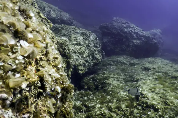 Stock image Rocks at Bottom of Ocean Floor, Underwater Life