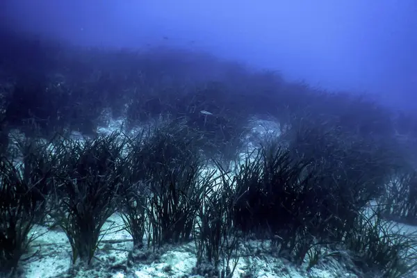 stock image Sea Grass Underwater, Green Sea Grass