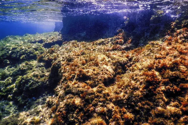 Stock image Rocks at Bottom of Ocean Floor, Underwater Life