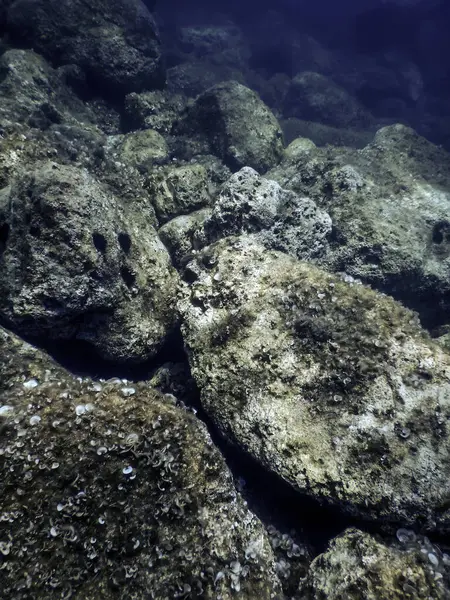 Okyanus tabanının dibindeki kayalar, sualtı yaşamı