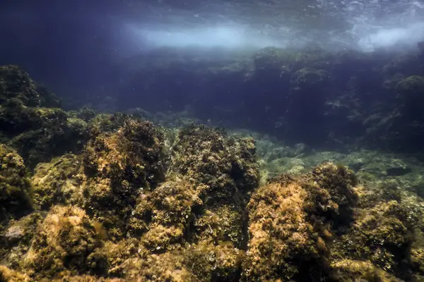 stock image Rocks at Bottom of Ocean Floor, Underwater Life