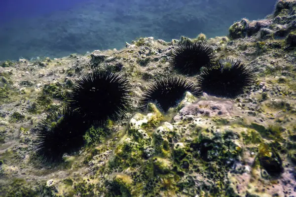 stock image Underwater Sea Urchins on a Rock, Underwater Urchins