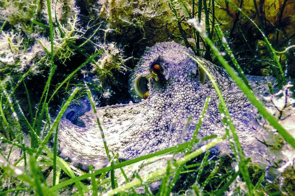 stock image Common Octopus Camouflaged (Octopus vulgaris) Underwate