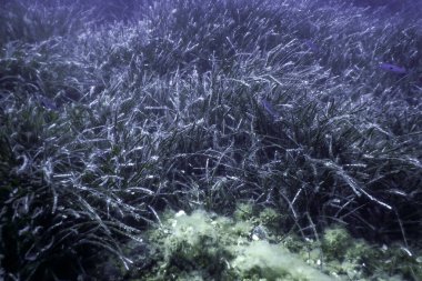 Deniz Çimeni Su Altında, Yeşil Deniz Çimeni