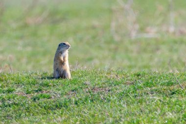 Avrupa yer sincabı, Souslik (Spermophilus citellus) doğal çevre