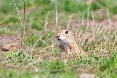 Souslik (Spermophilus citellus) Avrupa 'nın doğal ortamında bir sincap.