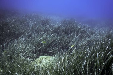 Deniz Çimeni Su Altında, Yeşil Deniz Çimeni