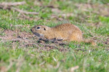 Avrupa yer sincabı, Souslik (Spermophilus citellus) doğal çevre