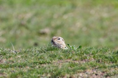Avrupa yer sincabı, Souslik (Spermophilus citellus) doğal çevre