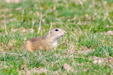 Souslik (Spermophilus citellus) Avrupa 'nın doğal ortamında bir sincap.