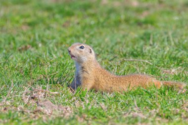 Souslik (Spermophilus citellus) Avrupa 'nın doğal ortamında bir sincap.