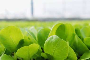 Yeşil salata bitkileri sebze arka plan. Marul çiftlik