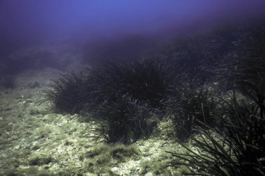 Okyanus tabanının dibindeki kayalar, sualtı yaşamı