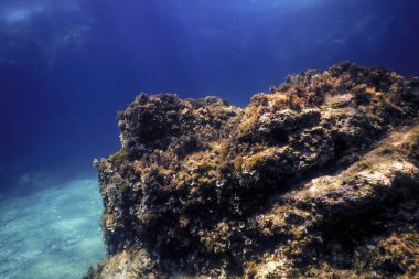 Okyanus tabanının dibindeki kayalar, sualtı yaşamı