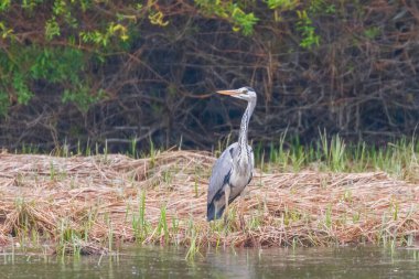 Av Gri Balıkçıl (Ardea cinerea) Gri Balıkçıl Sınırı