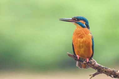 Ortak Kingfisher (Alcedo at this) Avrasya Kingfisher Kuşu bir dalda oturuyor