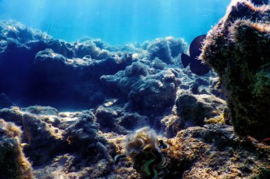 Su altı resifleri, deniz yosunları, mavi sualtı arka planı.